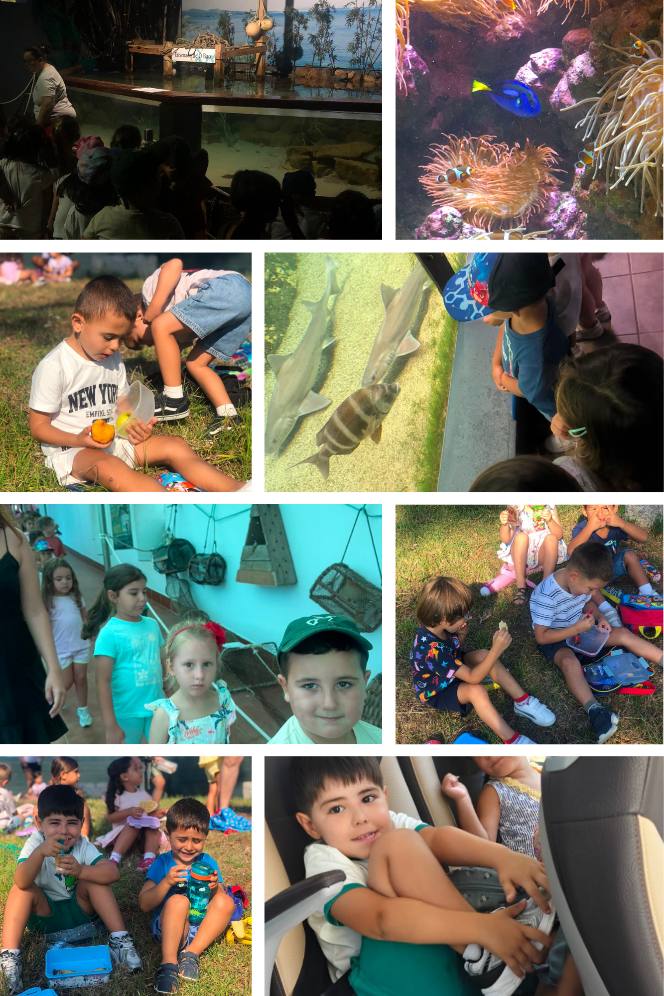 Collage Acuario